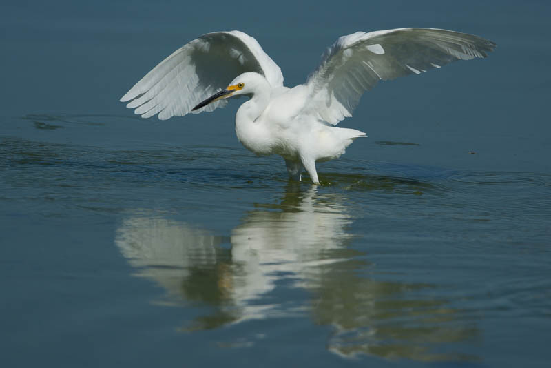 Amerikaanse Kleine Zilverreiger